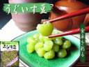 yVt}izǎȐǂgpقǗǂÂ@230g0115Vt