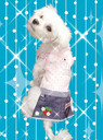 ŵȃeBAߎIy[֑IPARRTONԃSXhXzYyybg0111z 20080109VN_Ҍ_.. ...