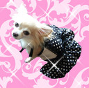 NVJȐʁAiXtŉI y[֑IPARRTONԃSXhXzG~[yybg0111z 20080109VN_Ҍ ...